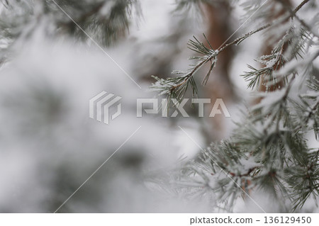 Minimalist Winter Forest Background with Pine Trees, Frost and Snow 136129450