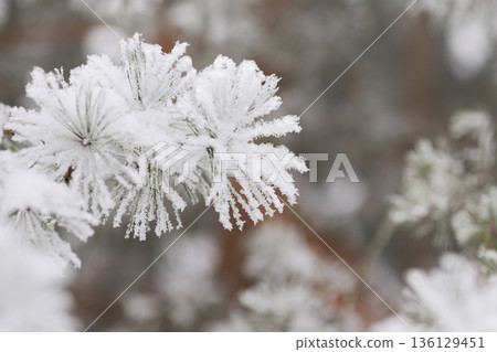 Minimalist Winter Forest Background with Pine Trees, Frost and Snow 136129451