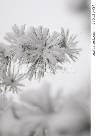 Minimalist Winter Forest Background with Pine Trees, Frost and Snow 136129454