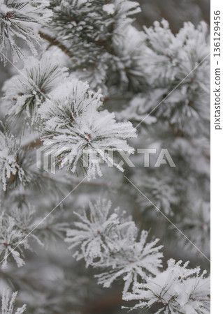 Minimalist Winter Forest Background with Pine Trees, Frost and Snow Minimalist Winter Forest Background with Pine Trees, Frost and Snow 136129456