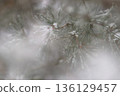 Minimalist Winter Forest Background with Pine Trees, Frost and Snow 136129457