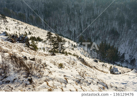Snow covered slope with sparse trees overlooking a dense siberian taiga forest. Winter nature landscape for travel and ecology concepts. 136129476