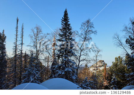 Snow-covered forest with evergreen and bare trees under clear blue sky. Winter landscape scene for nature background and season brochure. 136129486