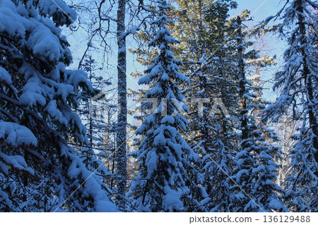 Snow covered Siberian fir trees in Krasnoyarsk Pillars National Park. Winter forest landscape with white snow. Nature beauty for Christmas. 136129488