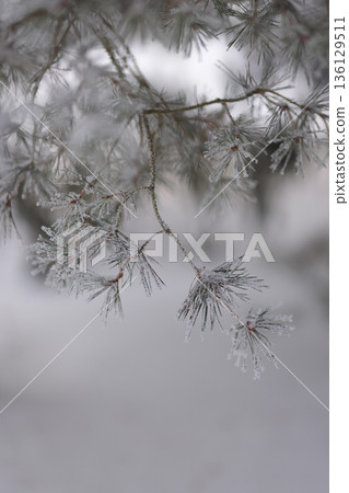 Minimalist Winter Forest Background with Pine Trees, Frost and Snow Minimalist Winter Forest Background with Pine Trees, Frost and Snow 136129511