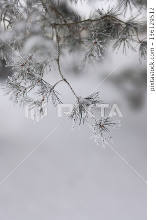 Minimalist Winter Forest Background with Pine Trees, Frost and Snow 136129512