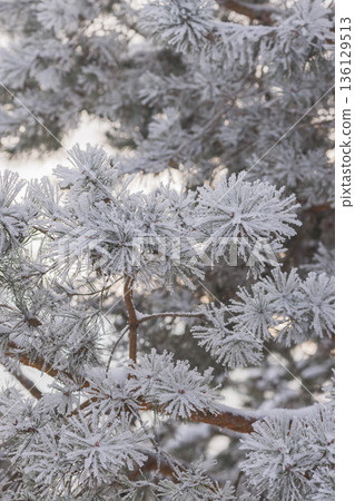 Minimalist Winter Forest Background with Pine Trees, Frost and Snow 136129513