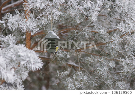 Winter bird feeding in frosted pines with contemporary feeder. Winter wildlife care conept. Winter bird feeding in frosted pines with contemporary feeder. Winter wildlife care conept. 136129560