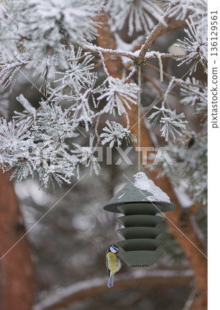 Winter bird feeding in frosted pines with contemporary feeder. Winter wildlife care conept. Winter bird feeding in frosted pines with contemporary feeder. Winter wildlife care conept. 136129561