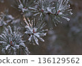 Minimalist Winter Forest Background with Pine Trees, Frost and Snow 136129562