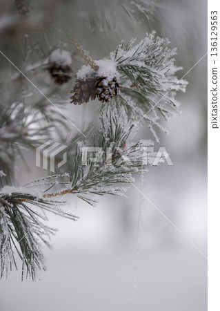 Minimalist Winter Forest Background with Pine Trees, Frost and Snow 136129563