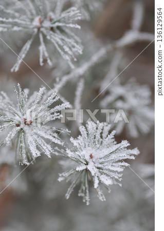 Minimalist Winter Forest Background with Pine Trees, Frost and Snow 136129564