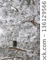 Minimalist Winter Forest Background with Pine Trees, Frost and Snow 136129566