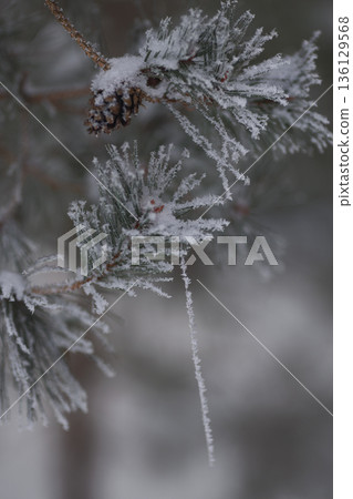 Minimalist Winter Forest Background with Pine Trees, Frost and Snow Minimalist Winter Forest Background with Pine Trees, Frost and Snow 136129568
