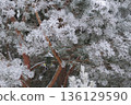 Winter bird feeding in frosted pines with contemporary feeder. Winter wildlife care conept. 136129590