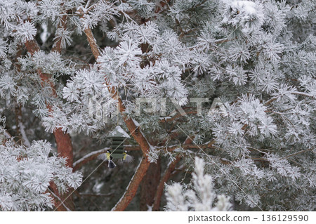 Winter bird feeding in frosted pines with contemporary feeder. Winter wildlife care conept. Winter bird feeding in frosted pines with contemporary feeder. Winter wildlife care conept. 136129590