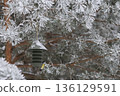Winter bird feeding in frosted pines with contemporary feeder. Winter wildlife care conept. 136129591