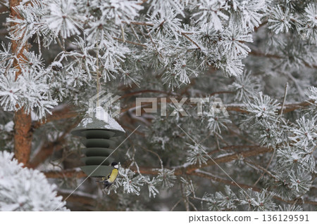 Winter bird feeding in frosted pines with contemporary feeder. Winter wildlife care conept. Winter bird feeding in frosted pines with contemporary feeder. Winter wildlife care conept. 136129591