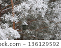 Winter bird feeding in frosted pines with contemporary feeder. Winter wildlife care conept. 136129592