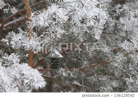 Winter bird feeding in frosted pines with contemporary feeder. Winter wildlife care conept. Winter bird feeding in frosted pines with contemporary feeder. Winter wildlife care conept. 136129592