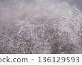 Frosted Ornamental Grass in Winter Light with Snow and Hoarfrost 136129593