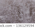 Frosted Ornamental Grass in Winter Light with Snow and Hoarfrost 136129594