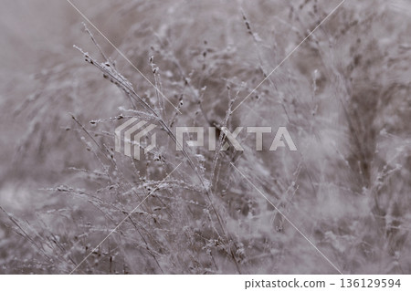 Frosted Ornamental Grass in Winter Light with Snow and Hoarfrost 136129594