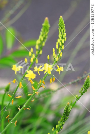 蘆薈開始開花了 136129778
