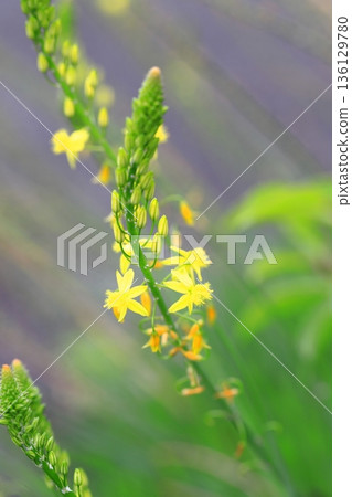 蘆薈開始開花了 蘆薈開始開花了 136129780