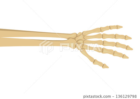 Skeleton Hand Reaching from Side, Vector Illustration. Spooky Halloween Bone Arm Illustration. Creepy Horror Gesture for Party Decoration and Poster Design, Isolated 136129798
