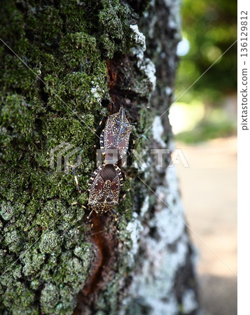 Spotted stink bugs mating 136129812