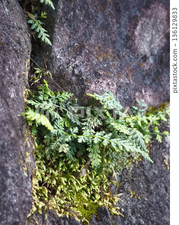 生長在石牆上的植物 136129833