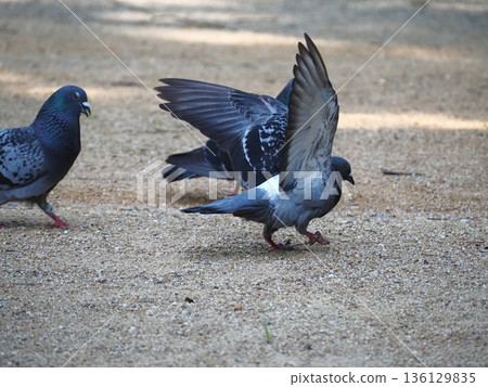 鴿子展開翅膀 136129835