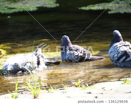 Pigeons bathing in a pond Pigeons bathing in a pond 136129836