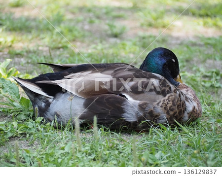A duck in a break 136129837