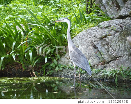 Blue Heron by the River Blue Heron by the River 136129838