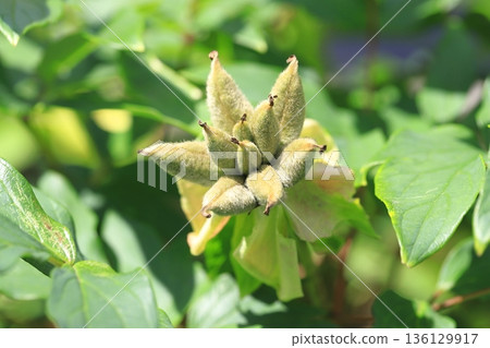 牡丹果實 136129917