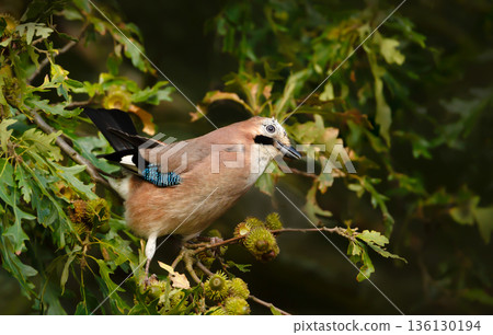 Eurasian jay perched on oak branch foraging for acorns in autumn 136130194