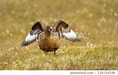Aggressive Great skua performing territorial display in meadow Aggressive Great skua performing territorial display in meadow 136130196