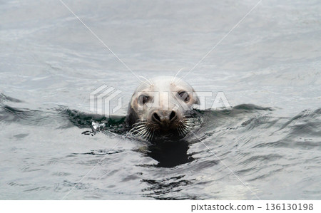 Common or harbour seal swimming in water with only its head above the surface 136130198