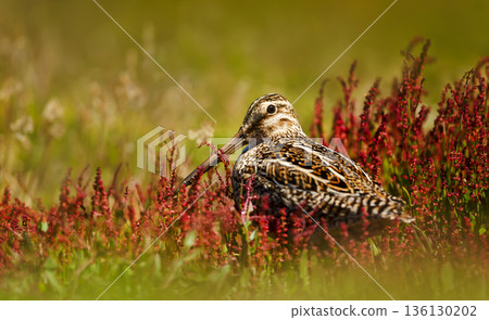 Portrait of Magellanic snipe in meadow Portrait of Magellanic snipe in meadow 136130202