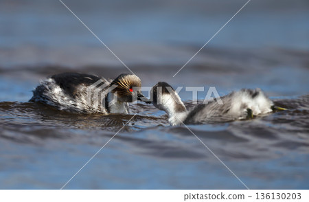 Silvery Grebe feeding chick on freshwater lake in Falkland Islands Silvery Grebe feeding chick on freshwater lake in Falkland Islands 136130203