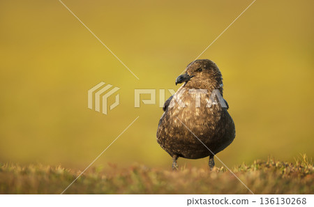 Portrait of a Great skua standing on green grass in coastal meadow 136130268