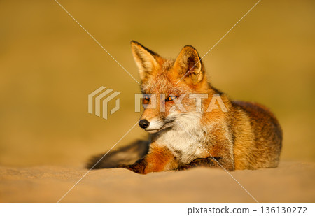 Captivating Red fox Portrait in Dutch dunes during warm evening light Captivating Red fox Portrait in Dutch dunes during warm evening light 136130272