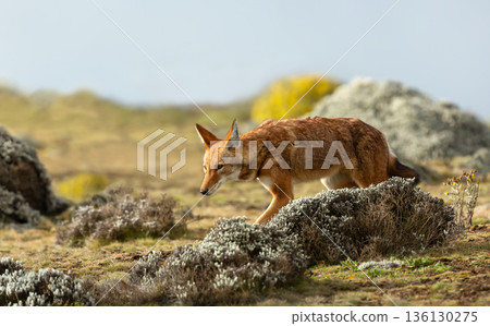 Rare endangered Ethiopian Wolf (Canis simensis) foraging in highland grasslands Rare endangered Ethiopian Wolf (Canis simensis) foraging in highland grasslands 136130275