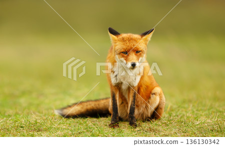 Red fox sitting in green grass meadow Red fox sitting in green grass meadow 136130342