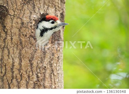 Great spotted woodpecker juvenile poking head out of nest hole 136130348