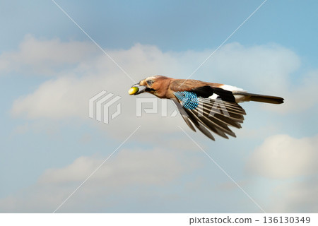 Eurasian jay in flight carrying an acorn against clear blue sky Eurasian jay in flight carrying an acorn against clear blue sky 136130349