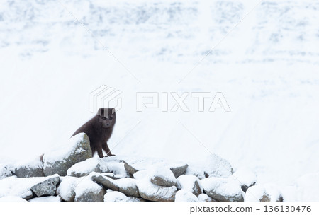 Blue morph Arctic fox in snowy white winter landscape Blue morph Arctic fox in snowy white winter landscape 136130476