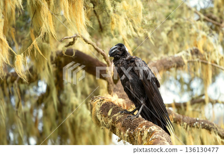 Thick-billed Raven perched on mossy branch in Ethiopia 136130477